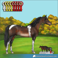 Horse Color:Brown Tobiano 