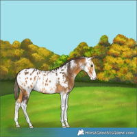 Horse Color:Buckskin Sabino Blanket 