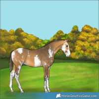 Horse Color:Buckskin Sabino Varnish 