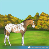 Horse Color:Buckskin Splash Appaloosa 