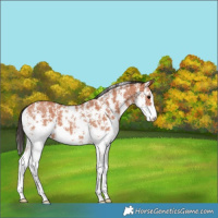 Horse Color:Bay Sabino 