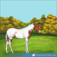 Horse Color:Silver Bay Tobiano Near Leopard 