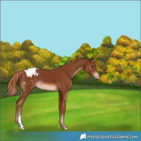 Horse Color:Chestnut Appaloosa 