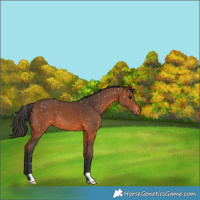 Horse Color:Bay Appaloosa 