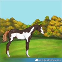 Horse Color:Liver Chestnut Frame Appaloosa 