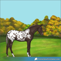 Horse Color:Liver Chestnut Appaloosa 