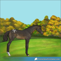 Horse Color:Buckskin Varnish 