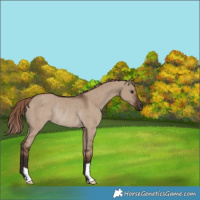 Horse Color:Liver Red Dun Rabicano