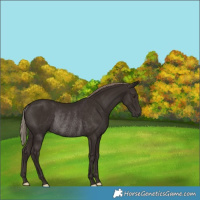 Horse Color:Liver Chestnut Rabicano 