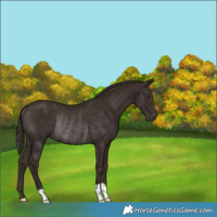 Horse Color:Liver Chestnut Rabicano 