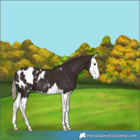 Horse Color:Liver Chestnut Splash Appaloosa
