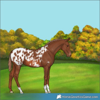 Horse Color:Chestnut Appaloosa 