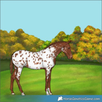 Horse Color:Chestnut Appaloosa