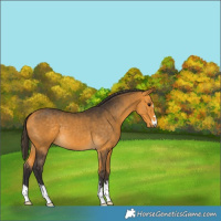 Horse Color:Buckskin 