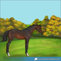 Horse Color:Brown 