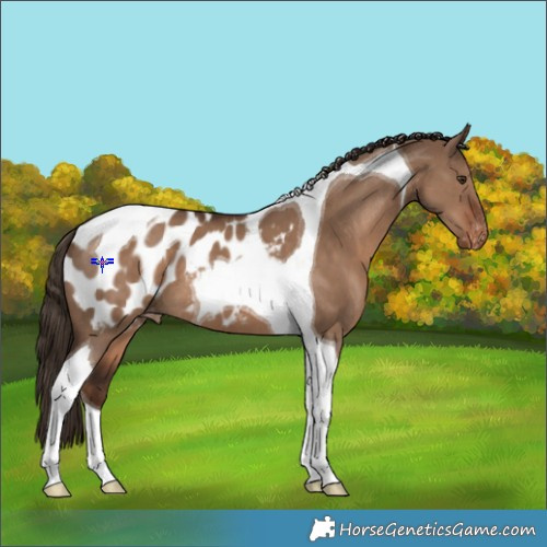 Horse Color:Liver Red Dun Tobiano Appaloosa 
