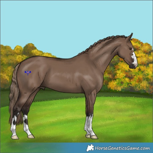 Horse Color:Liver Red Dun 