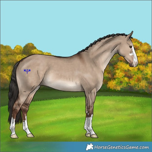 Horse Color:Liver Red Dun 