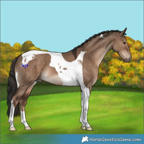 Horse Color:Liver Red Dun Tobiano 