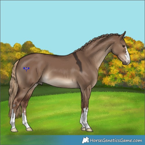 Horse Color:Liver Red Dun 