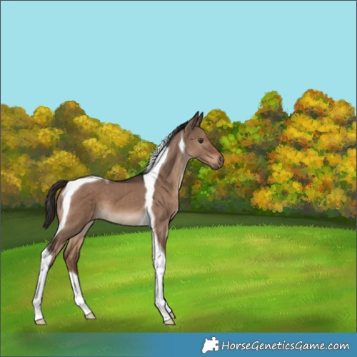 Horse Color:Liver Red Dun Tobiano 
