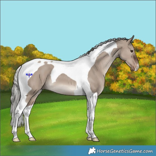 Horse Color:Liver Red Dun Mushroom Tobiano Appaloosa 