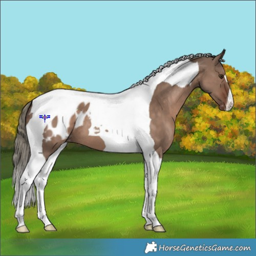 Horse Color:Liver Red Dun Mushroom Tobiano Appaloosa 