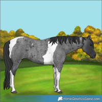 Horse Color:Blue Roan Tobiano