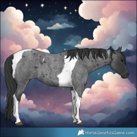 Horse Color:Blue Roan Tobiano 