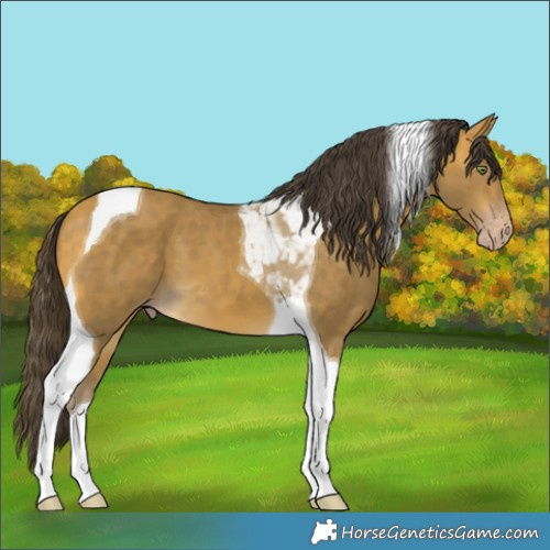 Horse Color:Sable Cream Champagne Tobiano 