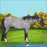 Horse Color:Smoky Blue Roan Tobiano 