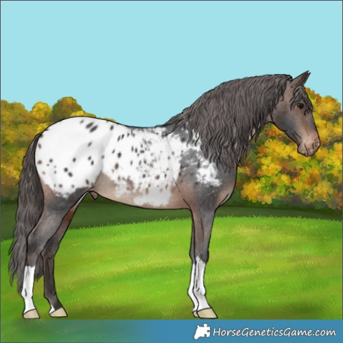 Horse Color:Brown Appaloosa 