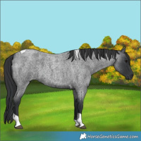 Horse Color:Blue Roan Tobiano 