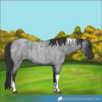 Horse Color:Blue Roan Tobiano 