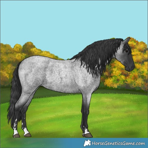 Horse Color:Blue Roan 