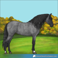 Horse Color:Blue Roan 