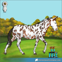 Horse Color:Bay Appaloosa 