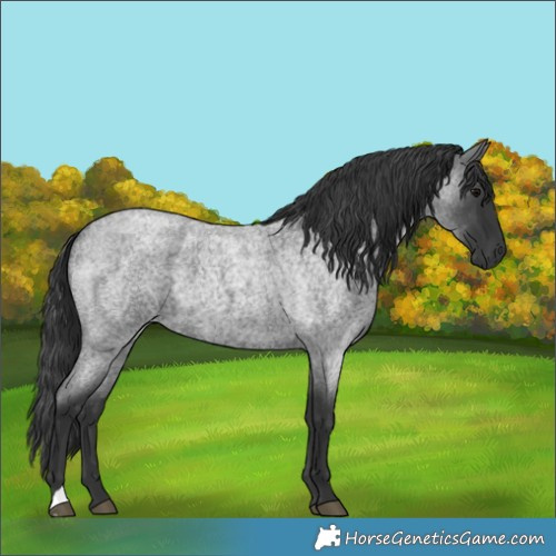 Horse Color:Blue Roan 