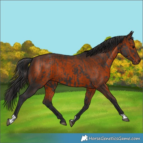 Horse Color:Black and Brown