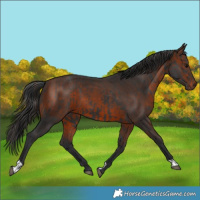 Horse Color:Black  and Brown 