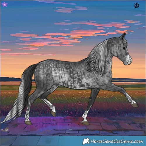 Horse Color:Black  and Silver Black Chinchilla Rabicano 