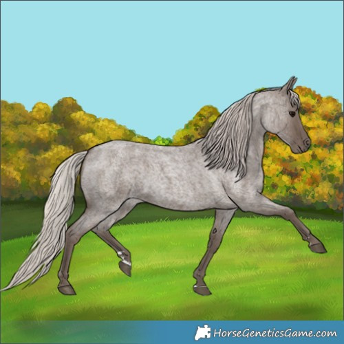 Horse Color:Silver Blue Roan 