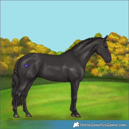 Horse Color:Smoky Black 