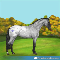 Horse Color:Blue Roan Appaloosa 
