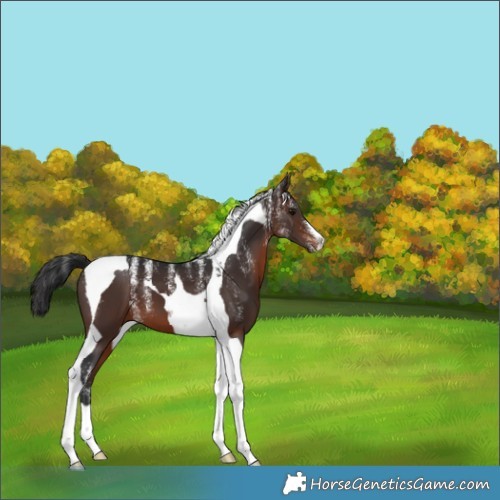 Horse Color:Powder White Brown Tobiano 