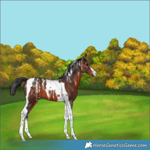 Horse Color:Powder White Brown Tobiano 