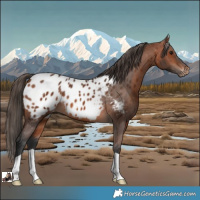 Horse Color:Bay Appaloosa 