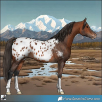 Horse Color:Bay Appaloosa 