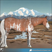 Horse Color:Silver Bay Sabino 