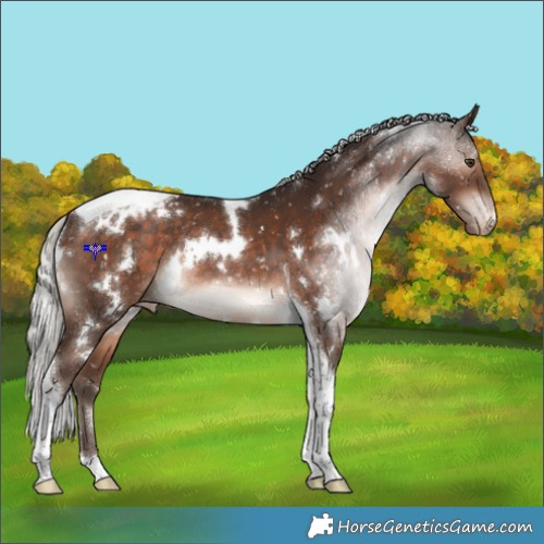 Horse Color:White Spotted Silver Brown Tobiano Snowflake Varnish Rabicano 